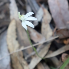 Caladenia fuscata (Dusky Fingers) at Acton, ACT - 7 Sep 2024 by Clarel