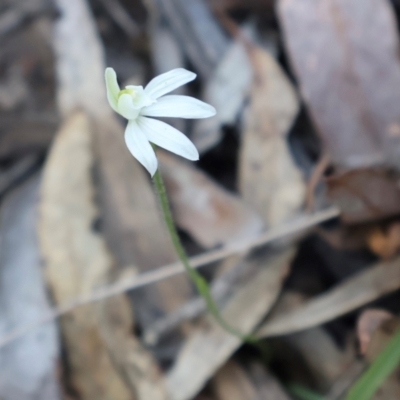 Caladenia fuscata (Dusky Fingers) at Acton, ACT - 7 Sep 2024 by Clarel