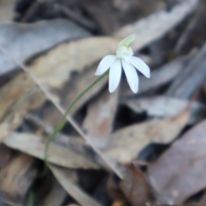 Caladenia fuscata at Acton, ACT - 7 Sep 2024