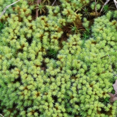 Unidentified Lichen, Moss or other Bryophyte at West Wodonga, VIC - 8 Sep 2024 by KylieWaldon