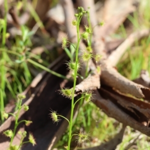 Drosera gunniana at West Wodonga, VIC - 8 Sep 2024