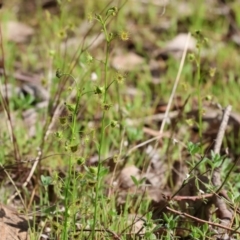 Drosera gunniana at West Wodonga, VIC - 8 Sep 2024