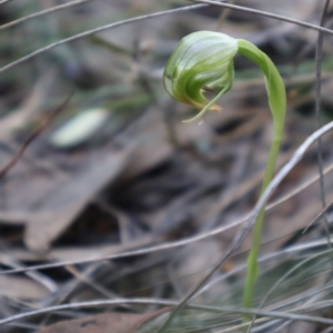 Pterostylis nutans at Acton, ACT - suppressed