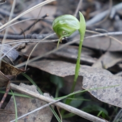 Pterostylis nutans at Acton, ACT - suppressed