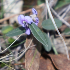 Hovea heterophylla at Acton, ACT - 7 Sep 2024 04:18 PM