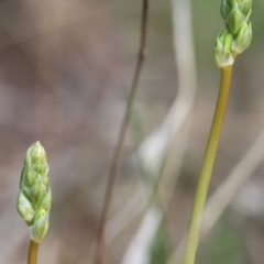 Bulbine sp. at West Wodonga, VIC - 8 Sep 2024 by KylieWaldon