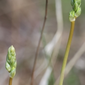 Bulbine sp. at West Wodonga, VIC - 8 Sep 2024