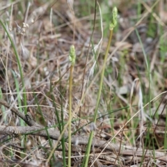 Bulbine sp. at West Wodonga, VIC - 8 Sep 2024 09:19 AM