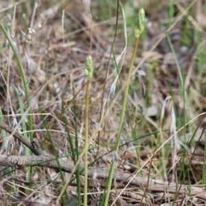 Bulbine sp. at West Wodonga, VIC - 8 Sep 2024