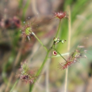 Drosera auriculata at Acton, ACT - 7 Sep 2024