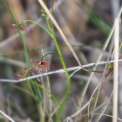 Drosera auriculata at Acton, ACT - 7 Sep 2024