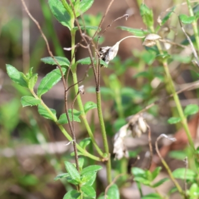 Gonocarpus tetragynus (Common Raspwort) at West Wodonga, VIC - 7 Sep 2024 by KylieWaldon