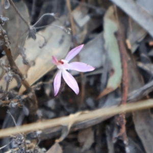 Caladenia fuscata at Acton, ACT - suppressed