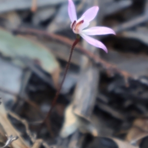 Caladenia fuscata at Acton, ACT - suppressed