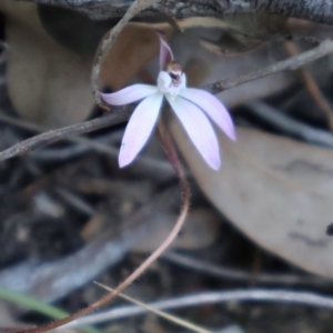 Caladenia fuscata at Acton, ACT - suppressed