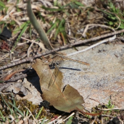 Diplacodes bipunctata (Wandering Percher) at Captains Flat, NSW - 8 Sep 2024 by Csteele4