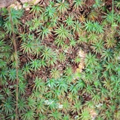 Polytrichaceae sp. (family) (A moss) at West Wodonga, VIC - 8 Sep 2024 by KylieWaldon