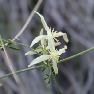 Clematis leptophylla (Small-leaf Clematis, Old Man's Beard) at Acton, ACT - 7 Sep 2024 by Clarel