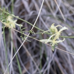 Clematis leptophylla at Acton, ACT - 7 Sep 2024