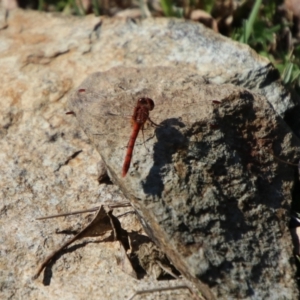 Diplacodes bipunctata at Captains Flat, NSW - 8 Sep 2024