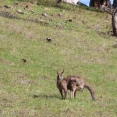 Macropus giganteus (Eastern Grey Kangaroo) at West Wodonga, VIC - 7 Sep 2024 by KylieWaldon