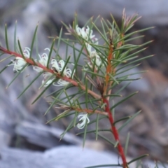 Hakea decurrens subsp. decurrens (Bushy Needlewood) at Acton, ACT - 7 Sep 2024 by Clarel