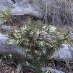 Hakea decurrens subsp. decurrens at Acton, ACT - 7 Sep 2024 04:56 PM