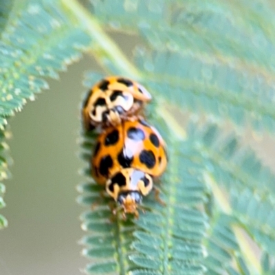 Harmonia conformis (Common Spotted Ladybird) at Surf Beach, NSW - 7 Sep 2024 by Hejor1