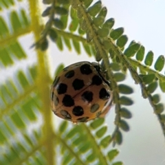 Harmonia conformis at Surf Beach, NSW - 8 Sep 2024