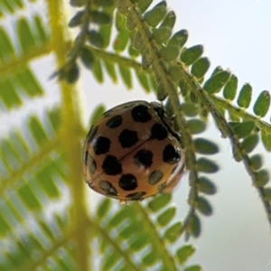 Harmonia conformis at Surf Beach, NSW - 8 Sep 2024 09:52 AM