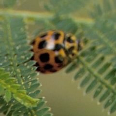 Harmonia conformis at Surf Beach, NSW - 8 Sep 2024