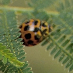 Harmonia conformis at Surf Beach, NSW - 8 Sep 2024 09:52 AM