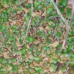 Lunularia cruciata (A thallose liverwort) at West Wodonga, VIC - 7 Sep 2024 by KylieWaldon