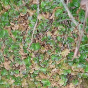 Lunularia cruciata at West Wodonga, VIC - 8 Sep 2024 09:23 AM
