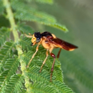 Pseudoperga ferruginea at Surf Beach, NSW - 8 Sep 2024 09:50 AM