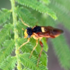 Pseudoperga ferruginea at Surf Beach, NSW - 8 Sep 2024 09:50 AM