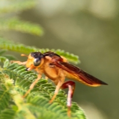 Pseudoperga ferruginea at Surf Beach, NSW - 8 Sep 2024 09:50 AM