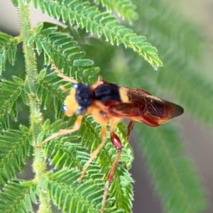 Pseudoperga ferruginea at Surf Beach, NSW - 8 Sep 2024 09:50 AM