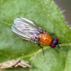 Sapromyza sciomyzina (A lauxid fly) at Surf Beach, NSW - 7 Sep 2024 by Hejor1