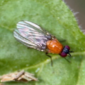 Sapromyza sciomyzina at Surf Beach, NSW - 8 Sep 2024