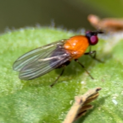 Sapromyza sciomyzina at Surf Beach, NSW - 8 Sep 2024