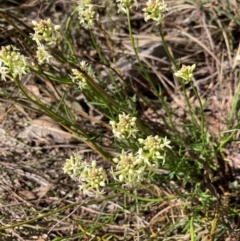 Stackhousia monogyna (Creamy Candles) at Aranda, ACT - 8 Sep 2024 by Jenny54