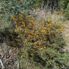 Dillwynia sieberi (Sieber's Parrot Pea) at Canberra Airport, ACT - 8 Sep 2024 by WalterEgo