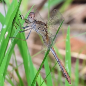 Diplacodes bipunctata at West Wodonga, VIC - 8 Sep 2024 09:24 AM