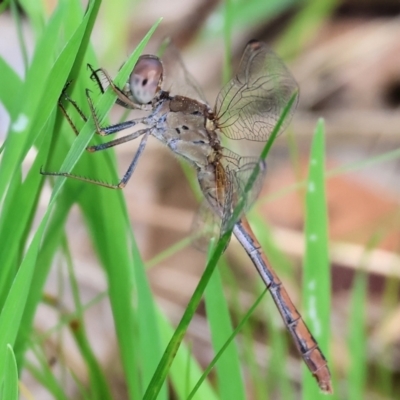 Diplacodes bipunctata (Wandering Percher) at West Wodonga, VIC - 8 Sep 2024 by KylieWaldon