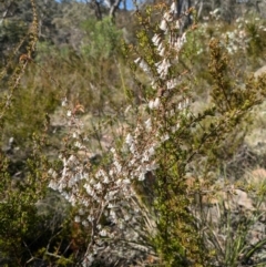 Leucopogon fletcheri subsp. brevisepalus (Twin Flower Beard-Heath) at Canberra Airport, ACT - 8 Sep 2024 by WalterEgo