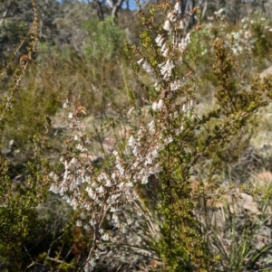 Styphelia fletcheri subsp. brevisepala at Canberra Airport, ACT - 8 Sep 2024