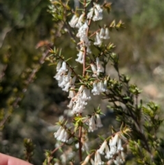 Styphelia fletcheri subsp. brevisepala at Canberra Airport, ACT - 8 Sep 2024