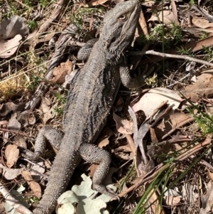 Pogona barbata at Aranda, ACT - 8 Sep 2024