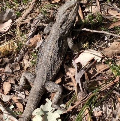 Pogona barbata (Eastern Bearded Dragon) at Aranda, ACT - 8 Sep 2024 by Jenny54